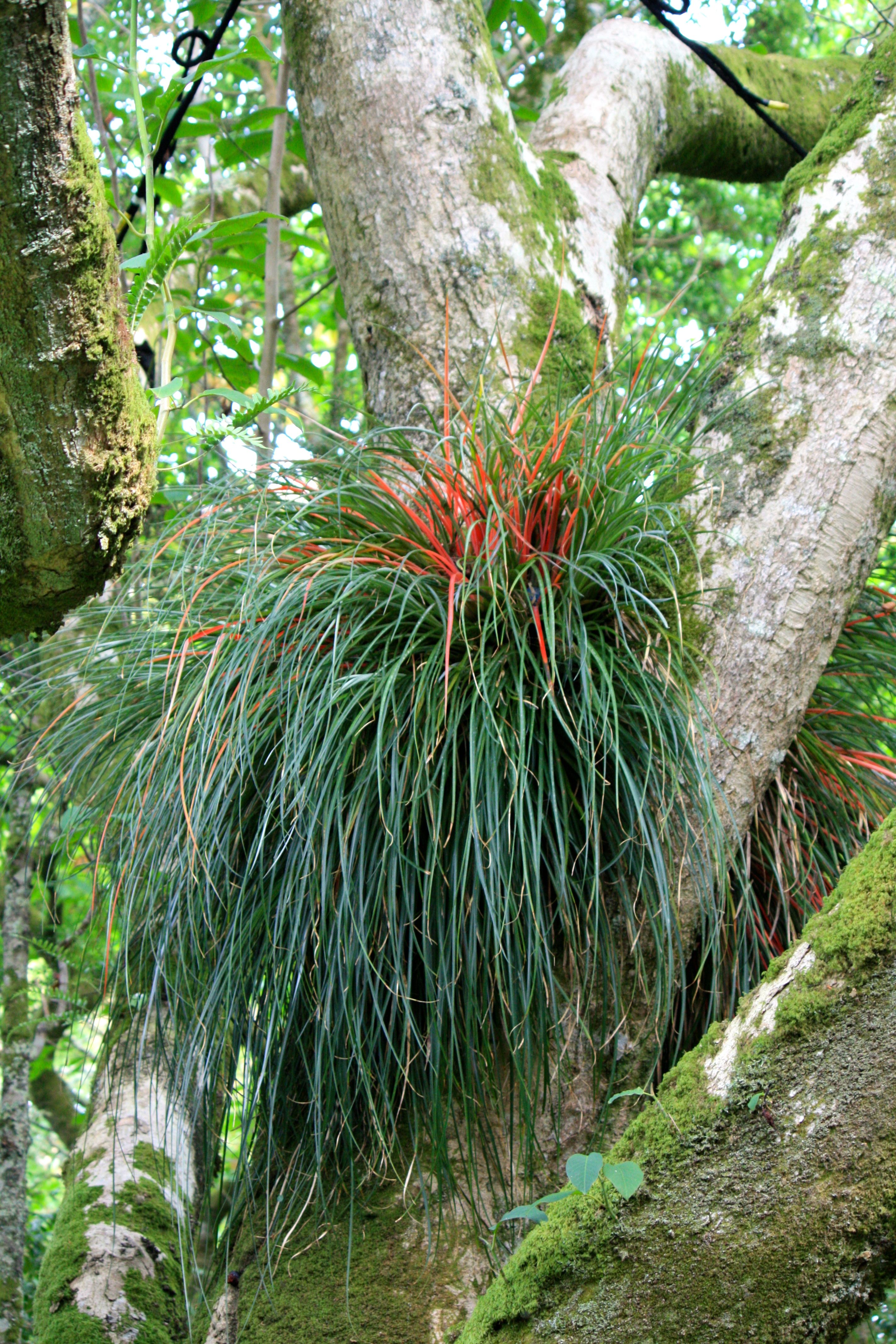 Эпифиты. Бромелиевые Эпифиты. Бромелия эпифит. Эпифиты Bromeliad. Ароидные Эпифиты.