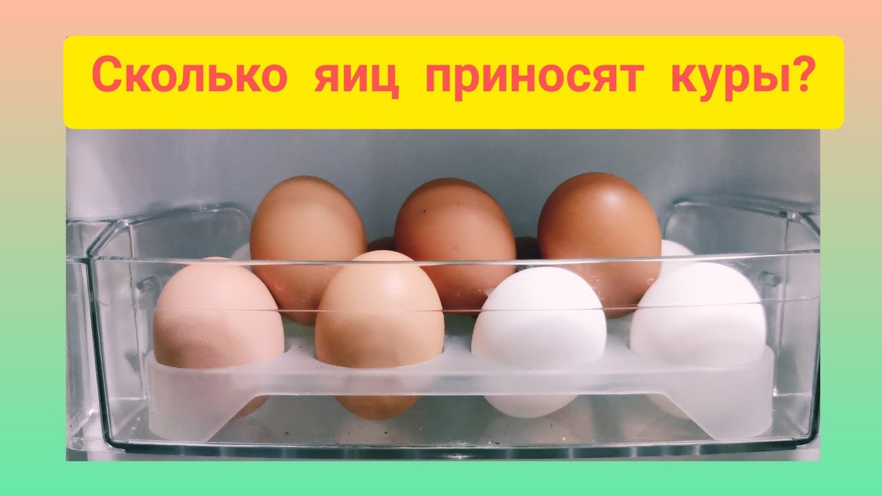 Несушки сколько яиц в день. Сколько куры несут яиц в день. Сколько яиц несет курица в день. Во сколько месяцев куры несут яйца. Сколько яиц несёт курица в день Несушка.