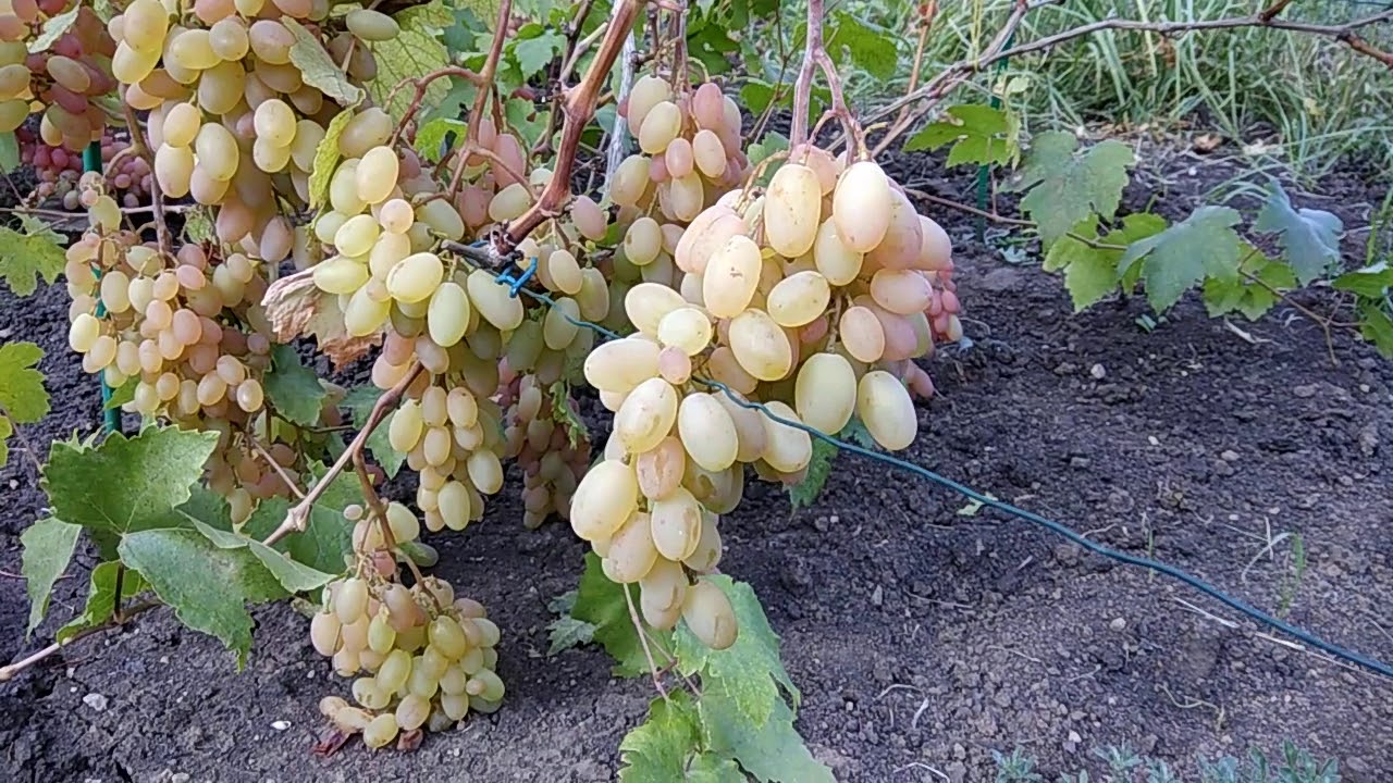 Можно ли поливать виноград. Виноград в саду. Виноград в огороде. Виноград (ягода). Виноград в июне.