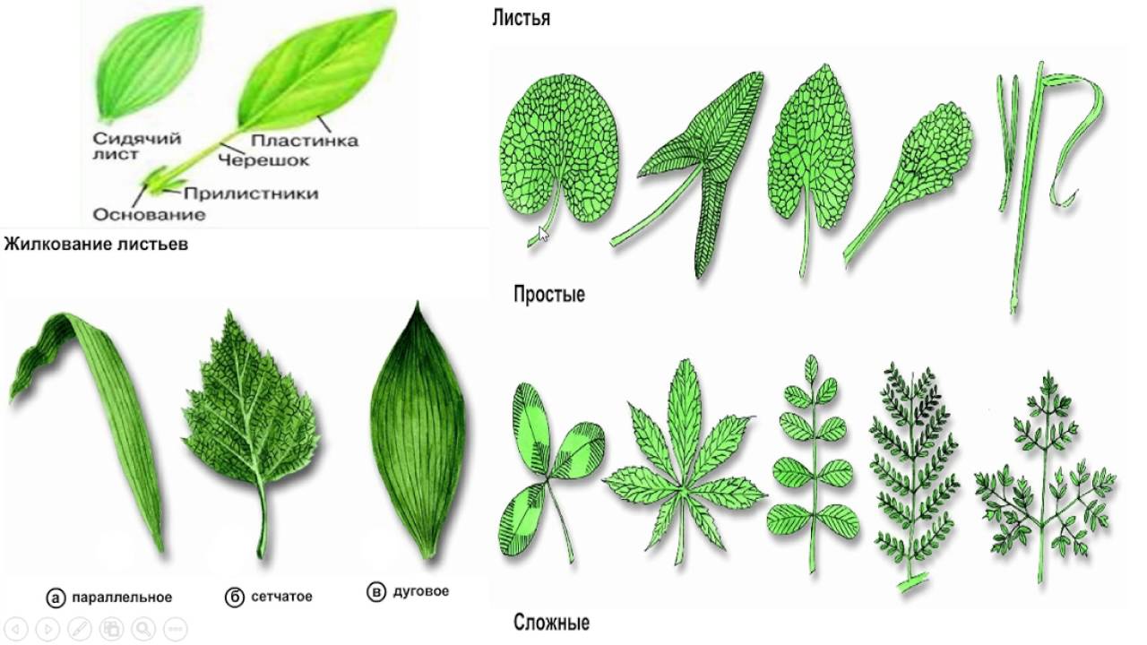 Как определить цветок по внешнему виду листа фото