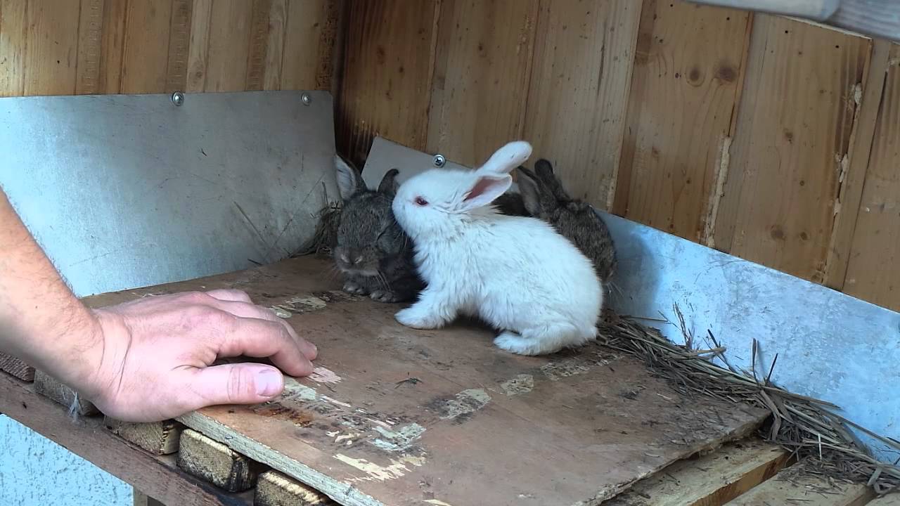 Держим кроликов дома. Кролиководство в домашних условиях. Маленький кролик для разведения. Кролик держит. Крольчиха с крольчатами.