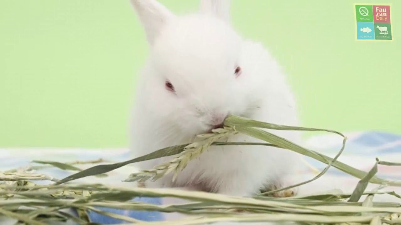 Сельдерей кроликам. Питание кроликов. Кролик в траве. Кролик и виноград. Кролик ест сено.