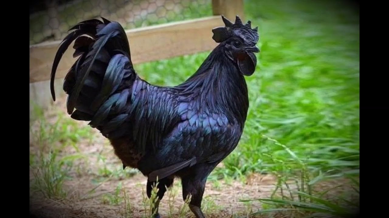 Черная курица сколько