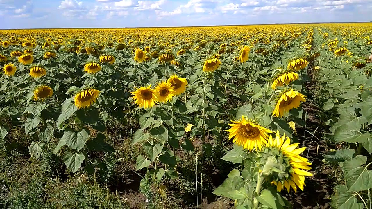 Когда собирать урожай подсолнуха. Подсолнечник на каштановых почвах. Плюсы и минусы сплошного посева подсолнечника. Урожайность подсолнечника по годам на Луганщине. Сколок подсолнуха.