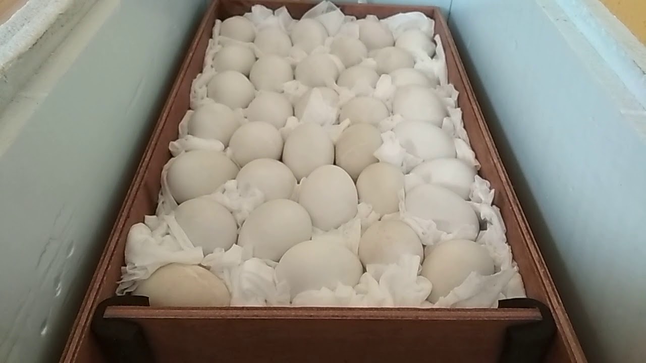 Сколько можно хранить гусиные яйца. Инкубация гусиных яиц в инкубаторе блиц. Инкубатор блиц 72 гусиные яйца. Инкубация гусиных яиц блиц норма. Инкубация уток в инкубаторе блиц.