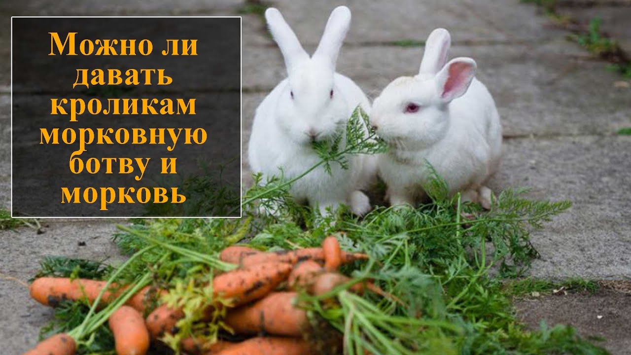 Можно давать кроликам капусту. Кролик ест морковку. Кролик с морковью. Кролик с морковкой. Кролик с капустой.