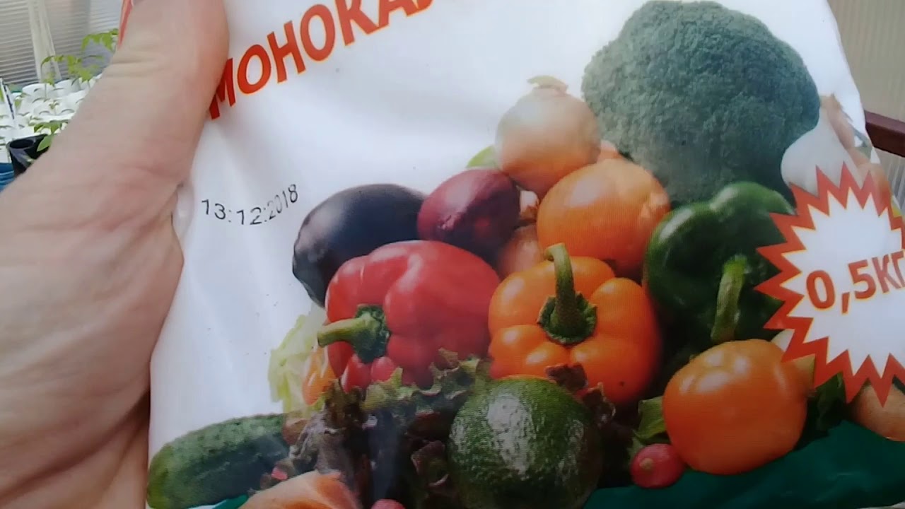 Подкормка рассады томатов после пикировки монофосфатом калия. Томат Послеобеденный восторг.