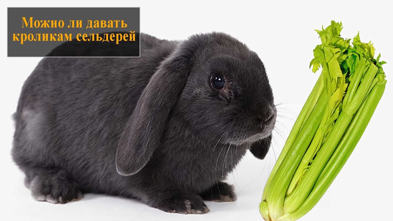 Яблоки кроликам можно давать. Полезные овощи для кроликов. Кролик укропчик. Питание декоративных кроликов. Картофельный кролик.