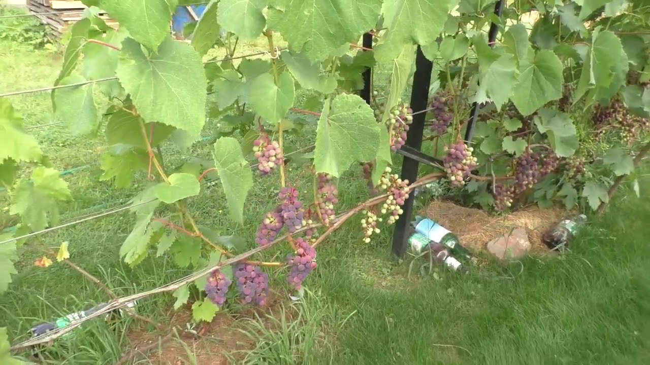 Можно ли поливать виноград
