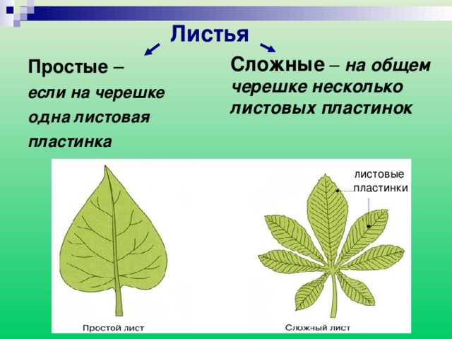 Почему растение изображенное на рисунке имеет листья разной формы