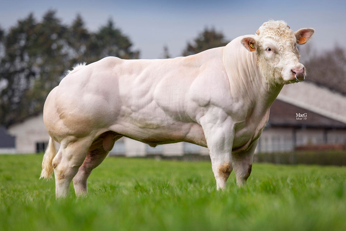 Бельгийская корова фото