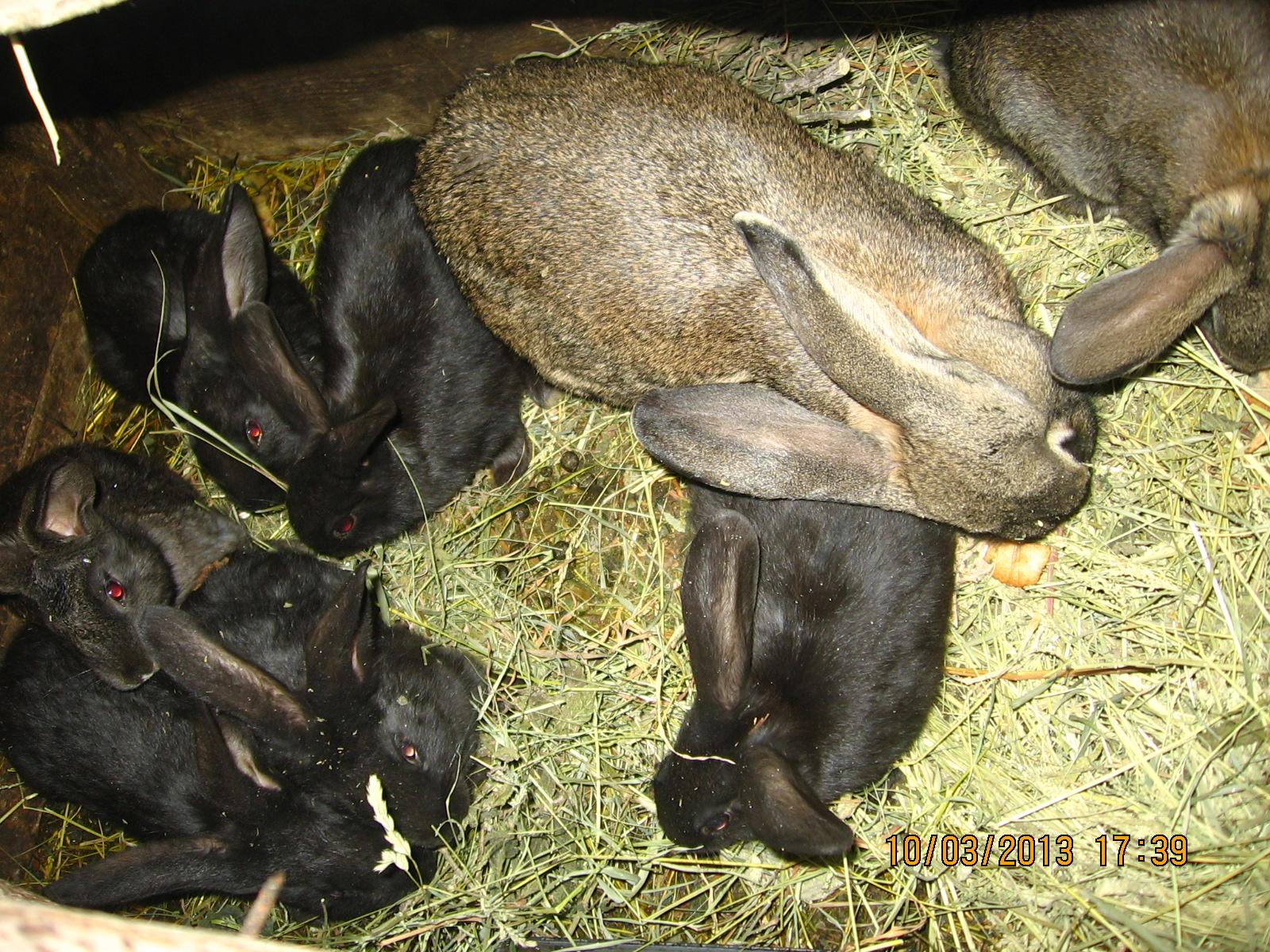 Почему кролики. Болезнь кроликов кокцидиоз. Кокцидиоз кроликов болезни кроликов. Кокцидиоз от кроликов животным.