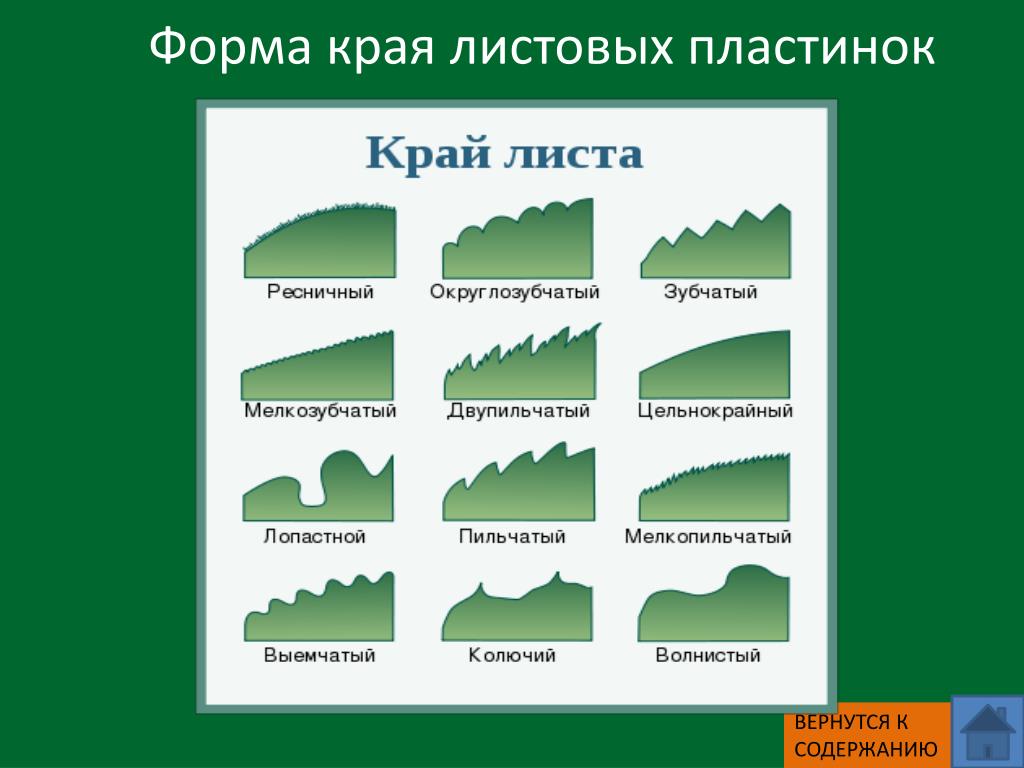 Тракт лист. Листья форма края листовой пластинки. Биология 6 класс форма края листовых пластинок. Форма краев листовой пластинки. Форма краев листовой пласти.