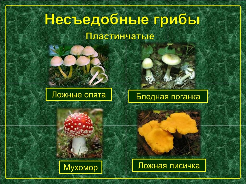 Какие съедобные грибы относятся к трубчатым грибам. Трубчатые пластинчатые грибы съедобные несъедобные грибы. Несъедобные пластинчатые грибы. Несъедобные пластинчатые грибы названия. Пластинчатые грибы таблица съедобные и несъедобные грибы.