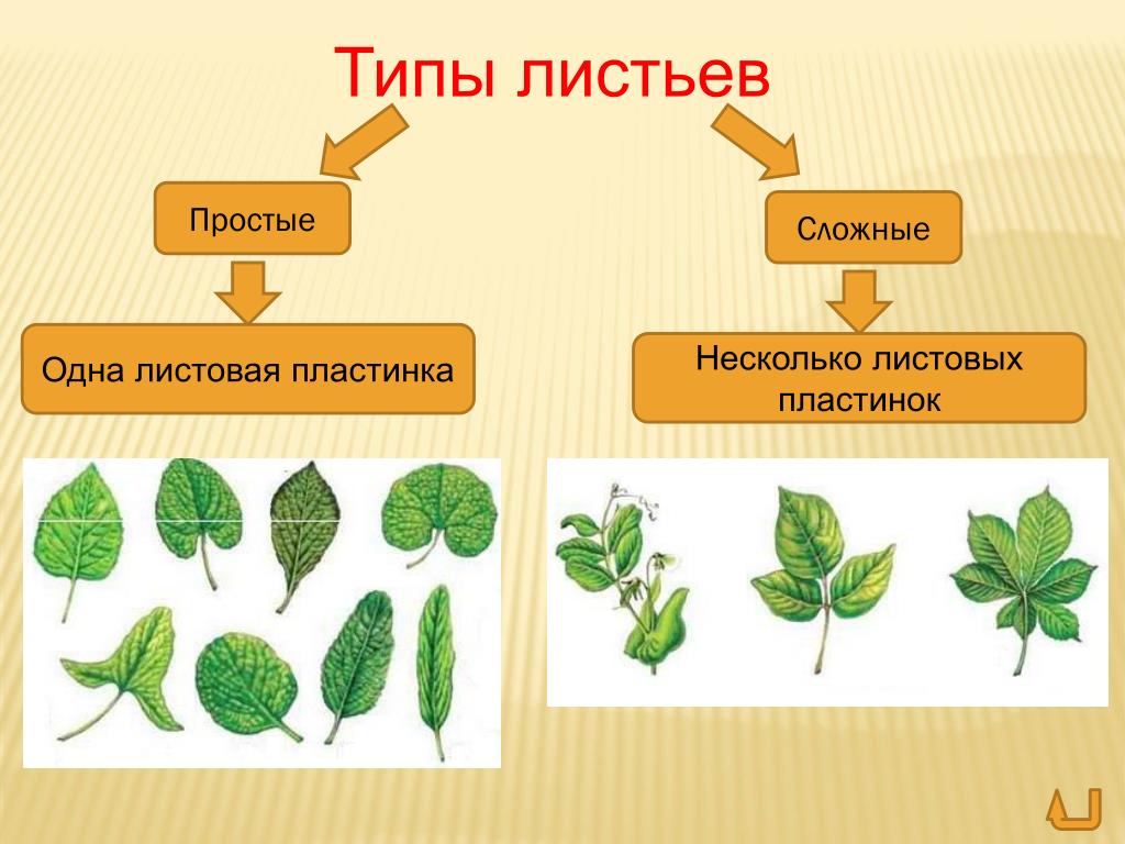 На рисунке изображены листовые пластинки двух типов простые а и сложные б соотнесите