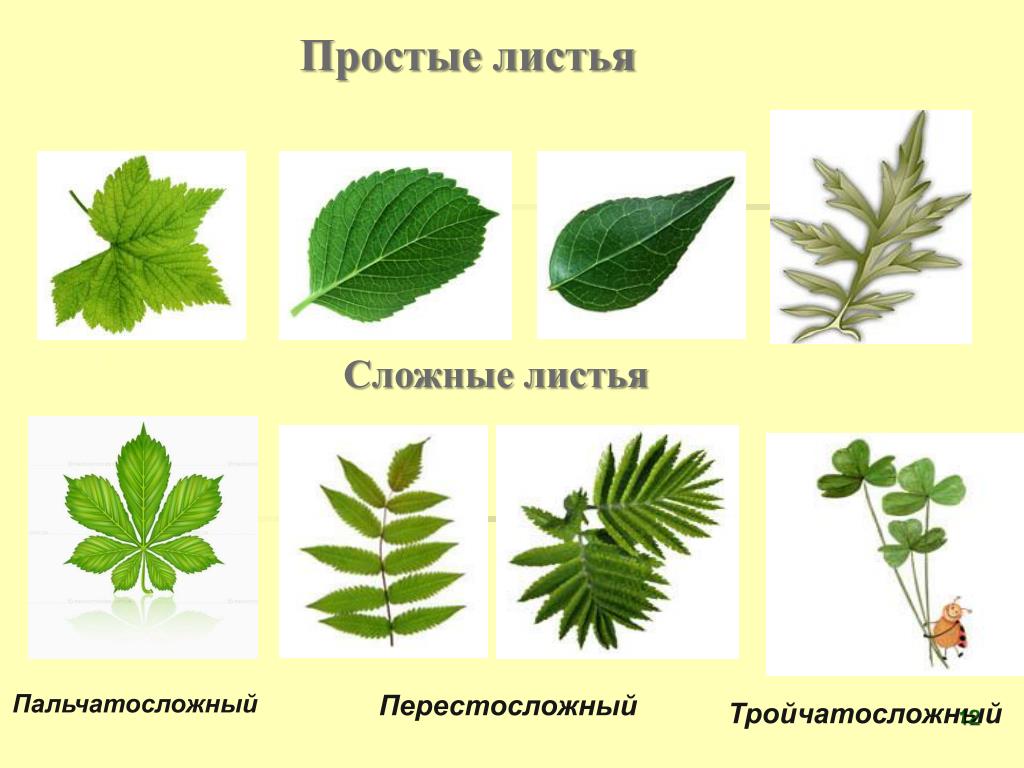 Название растения листья простые. Тройчатосложный черешковый лист. Тройчатосложный Тип листа. Пальчатосложный Тип листа. Простые и сложные листья.