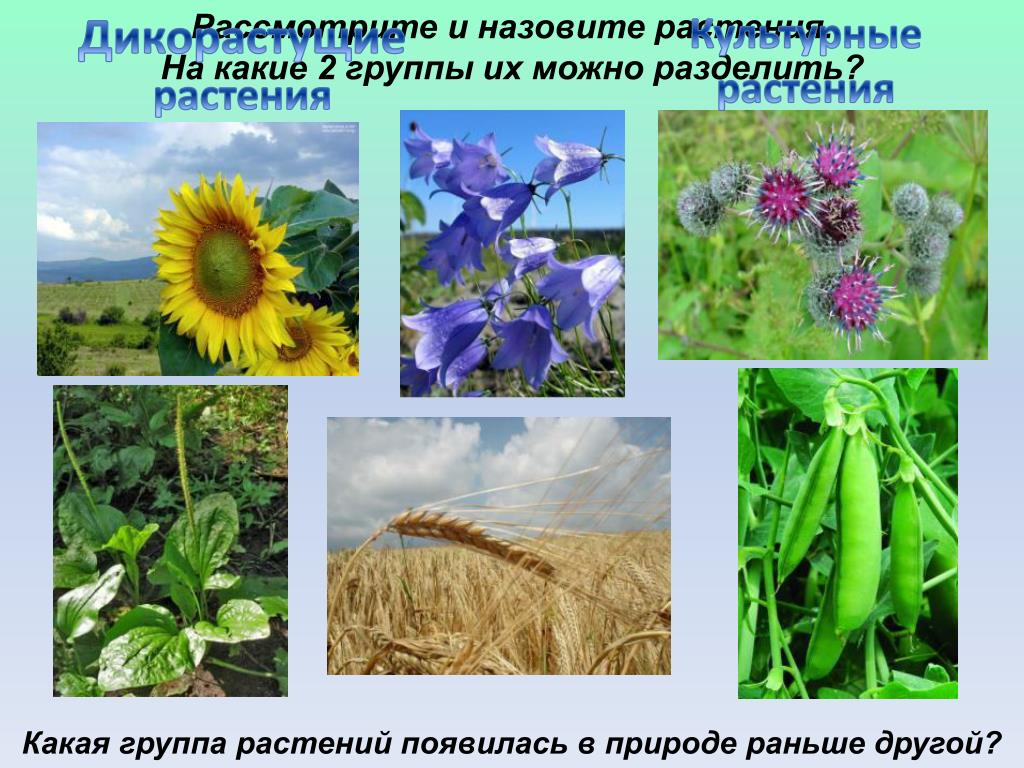 Дикорастущие и культурные растения 2 класс. Культурные растения. Дикорастущие и культурные растения. Разнообразие дикорастущих растений. Дикорастущие растения и культурные растения.