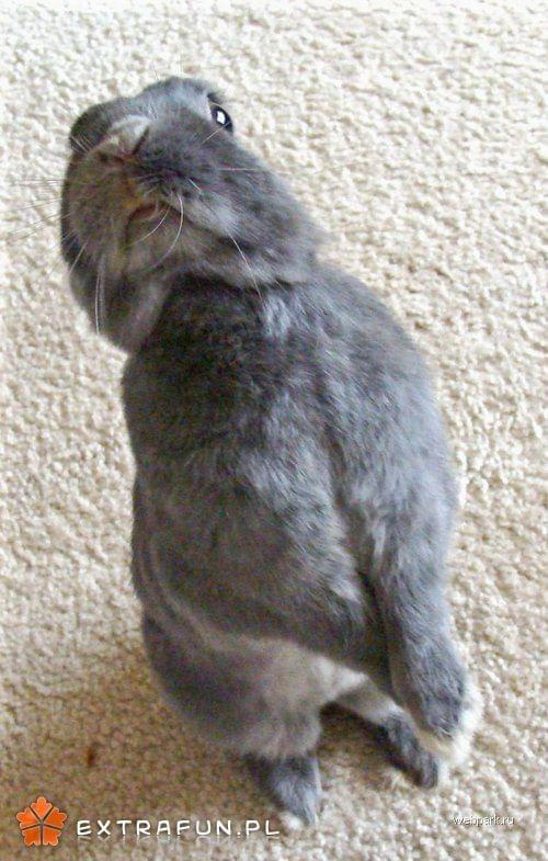 Фото какашки кролика