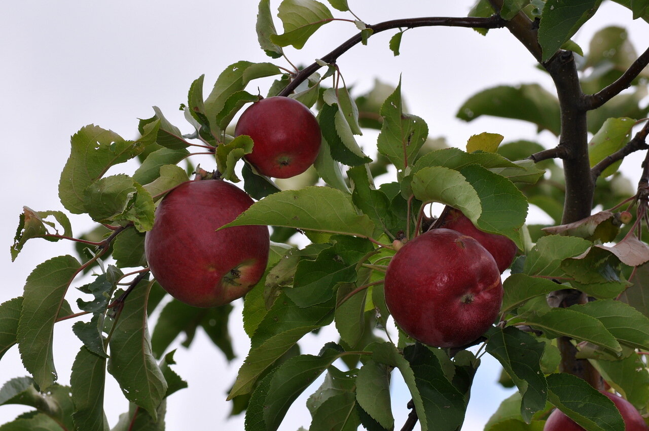 Яблоня чудная карликовая фото описание сорта