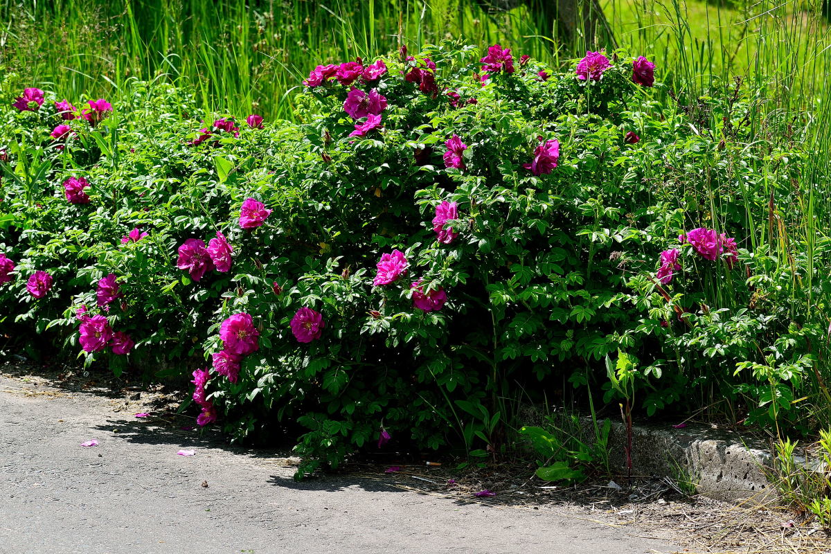 Куст шиповника посадить. Роза ругоза куст. Роза ругоза изгородь. Rosa rugosa Живая изгородь. Шиповник Воронцовский куст.