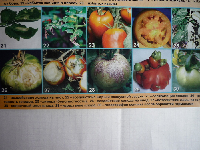Болезни томатов фото описание