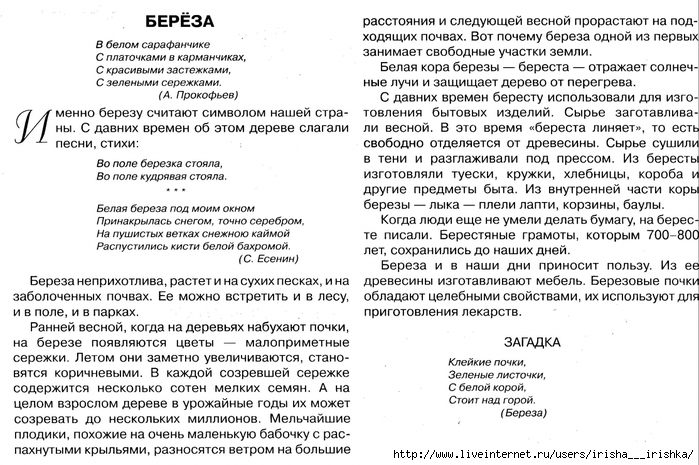 Составить описание дерева. Описание березы. Береза описание для детей. Рассказ описание про березу. Сочинение про березу 2 класс.