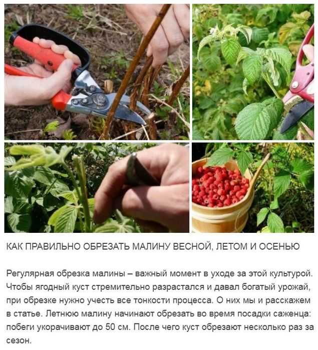 Метод соболева по выращиванию малины схема и размеры фото и описание