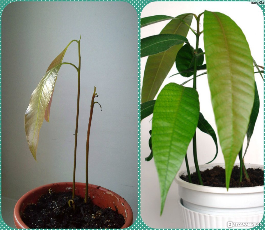 Как посадить манго из косточки в домашних условиях пошаговая инструкция с фото