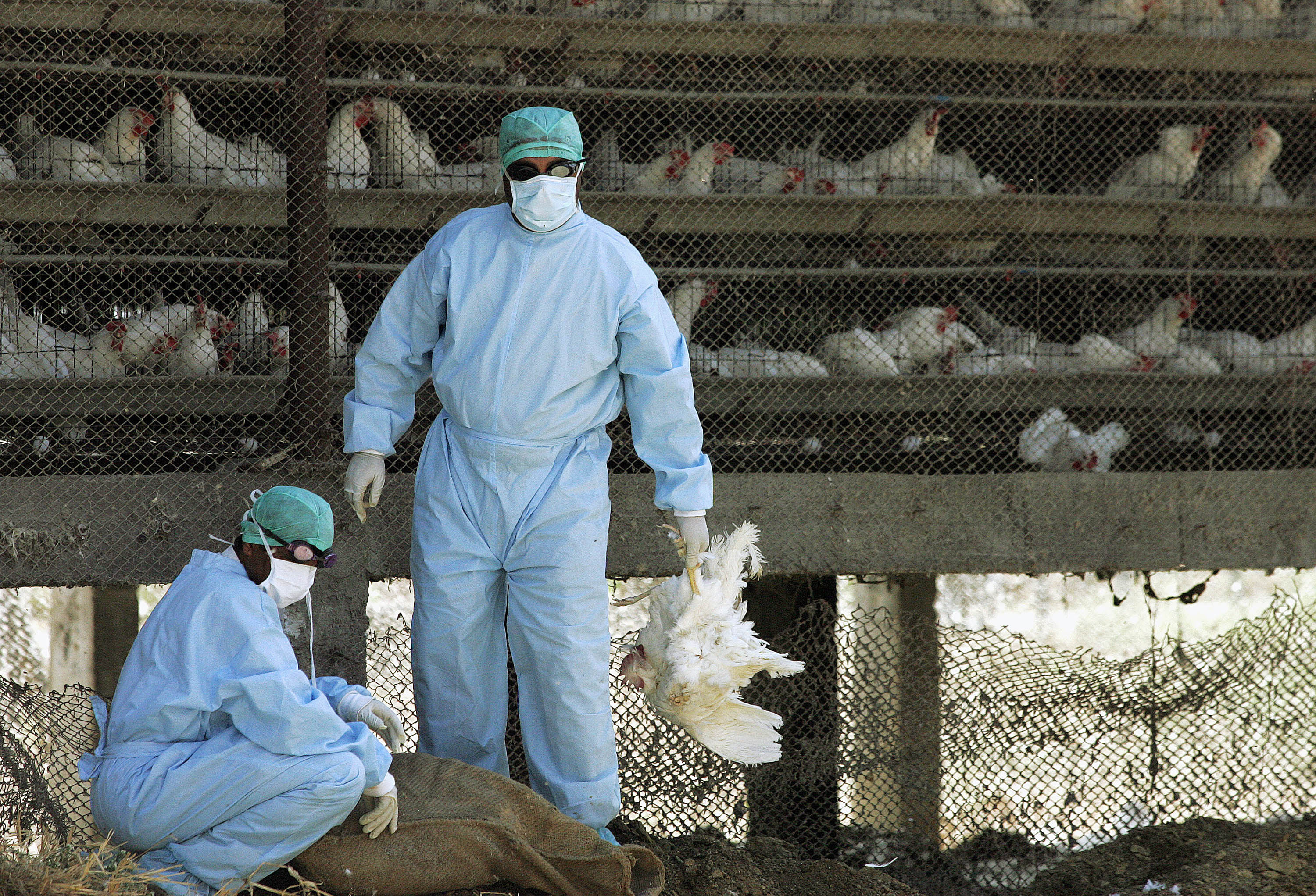 Распространение птичьего гриппа. Вакцинация птицы на птицефабрике.