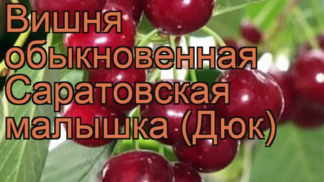 Сорт вишни шоколадница фото и описание