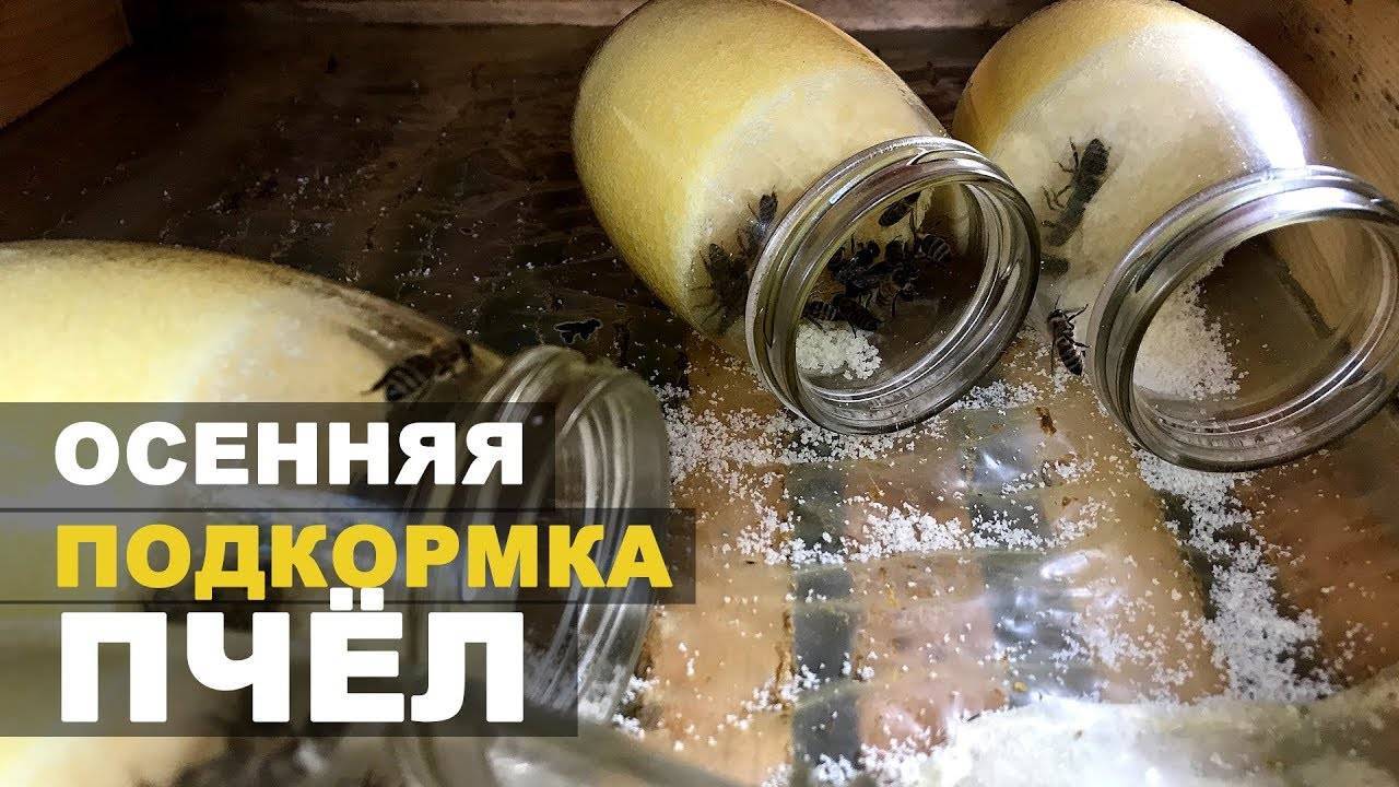 Сыта для подкормки пчел