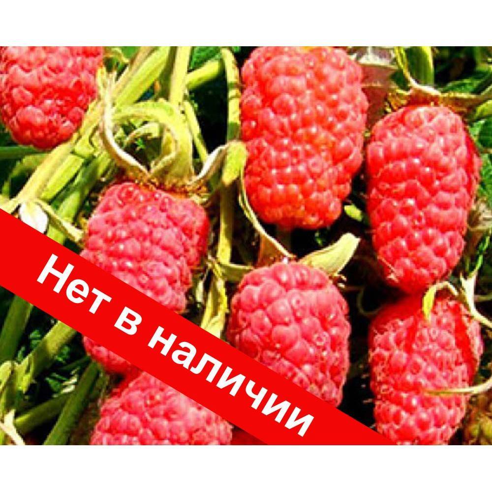 Сорт малины московский гигант отзывы