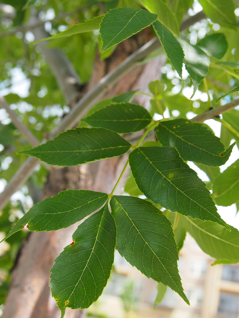 Деревья татарстана названия и фото листьев