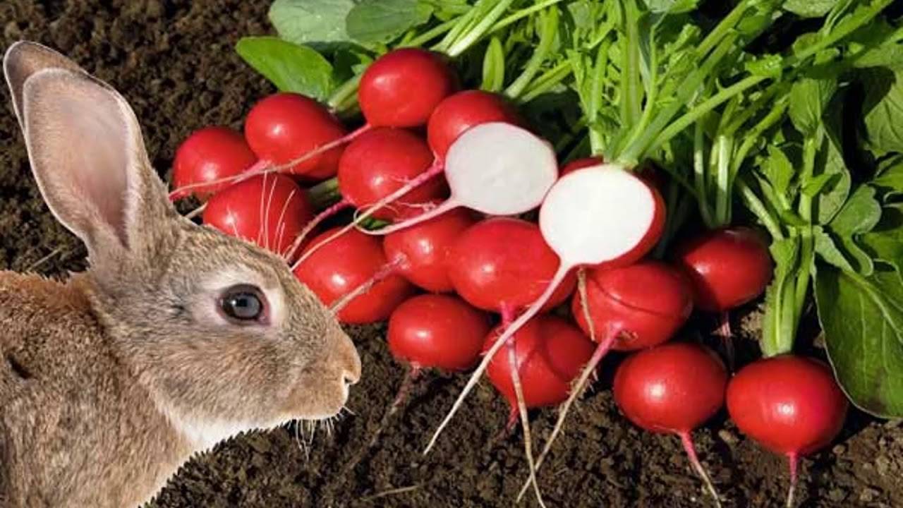 Кроликам можно клубнику. Кролик ест редиску. Кролик в редиске. Редис едят животные. Зайцы едят редиску.