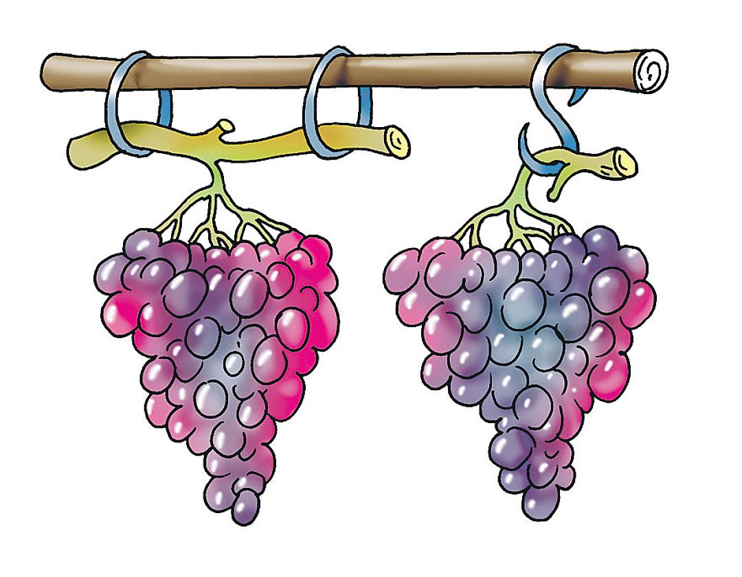 В виде виноградных гроздей. Виноград. Подвешивание винограда. На что подвесить виноград. Виноградная кисть.