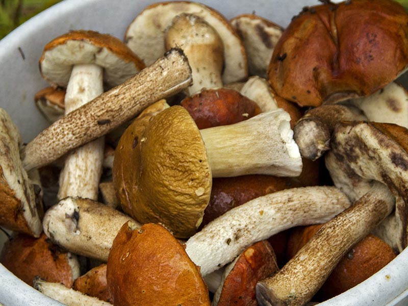 Грибы надо варить. Вареные грибы. Отварить грибы. Грибы во Франции. Вареные белые грибы.