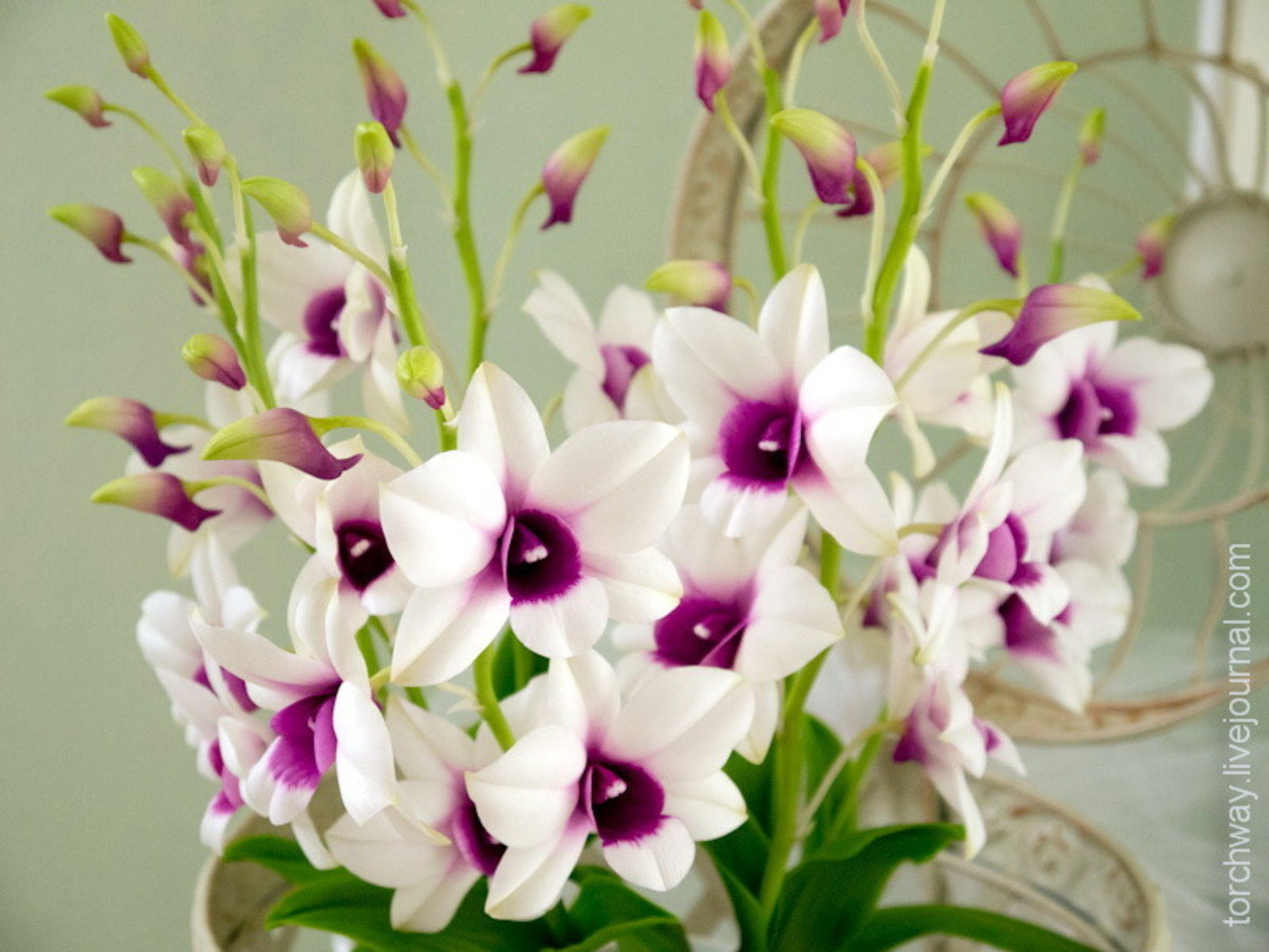 Дендробиум фото орхидея виды с названием