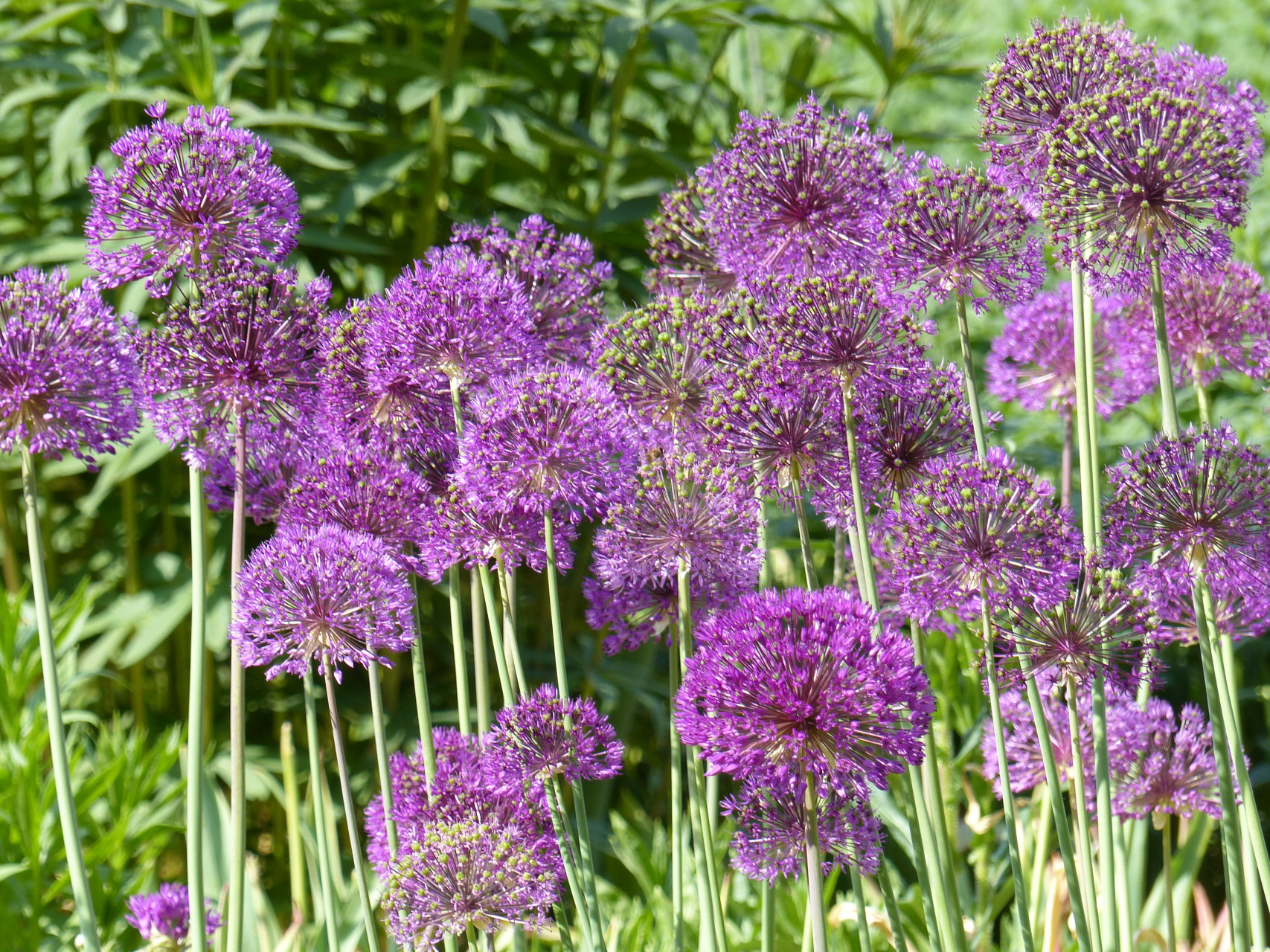 Шан лук фото. Аллиум Purple Sensation. Лук аллиум афлатунский. Allium Purple Sensation-аллиум Purple Sensation. Аллиум афлатунский (Purple Sensation).