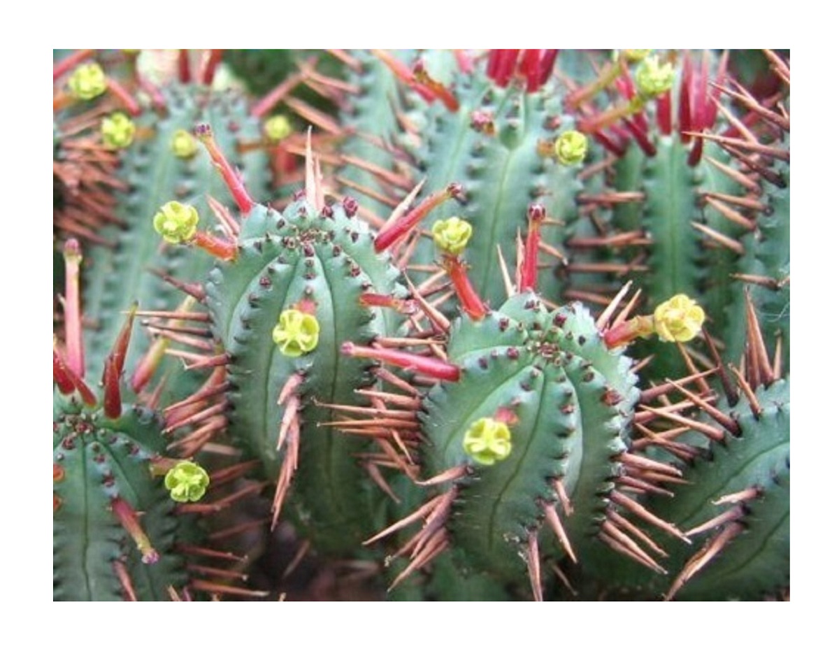 Молочай энопла Euphorbia enopla