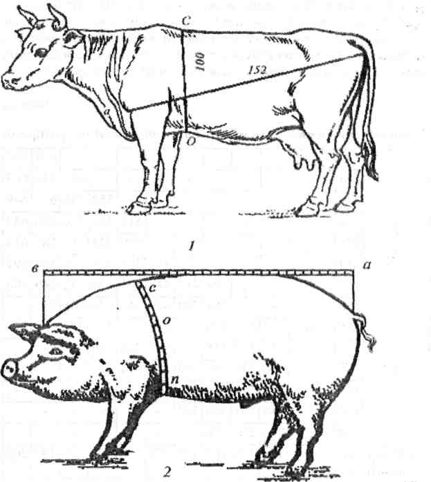 Схема замера веса крс