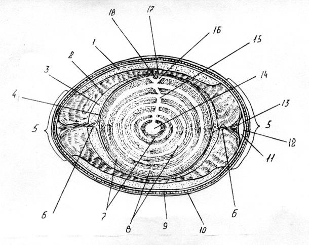Схема строения яйца курицы