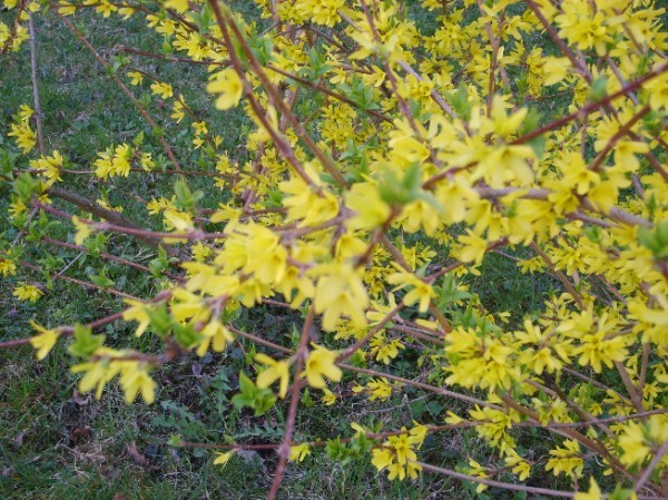 Куст с желтыми цветами весной без листьев