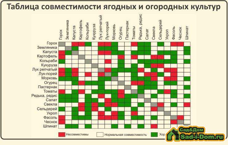 Схема плодового сада сочетаемость деревьев