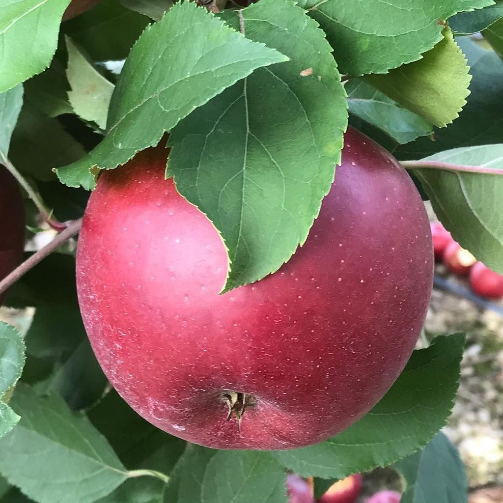 Яблоня красная сорта