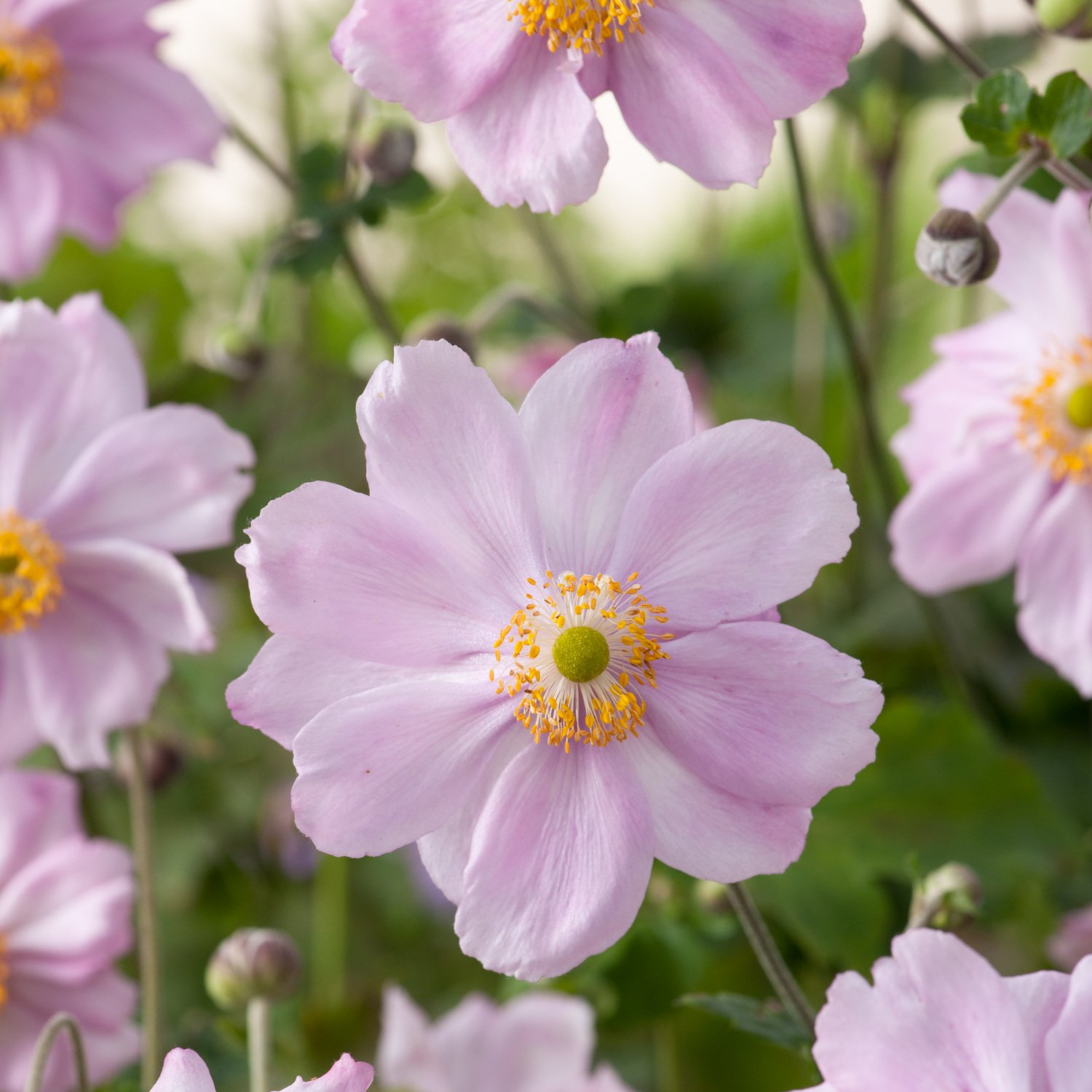 Цветок японская анемона фото. Анемона японская (Anemone japonica). Анемона Queen Charlotte. Анемона Pamina.