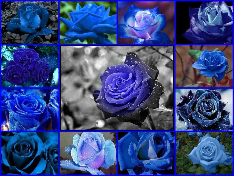 Что означает синие цветы. Ультрамариновые цветы. Голубые розы сорта.