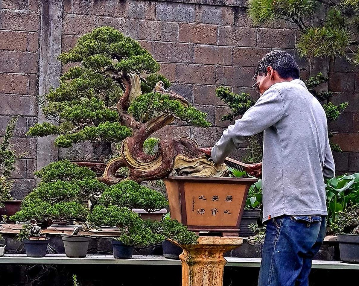 Бонсай как ухаживать в домашних условиях. Традиции бонсай в Японии. Бонсай и человек. Карликовое дерево с человеком. Полив бонсай.