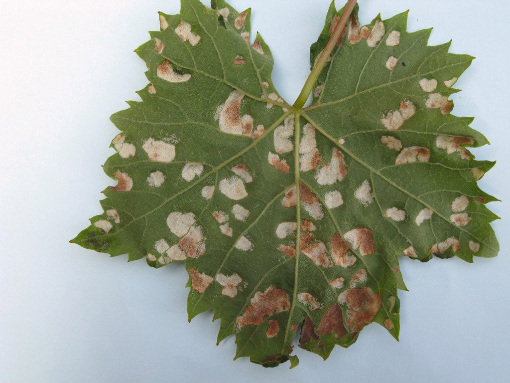 Бугорки на листьях винограда фото и описание