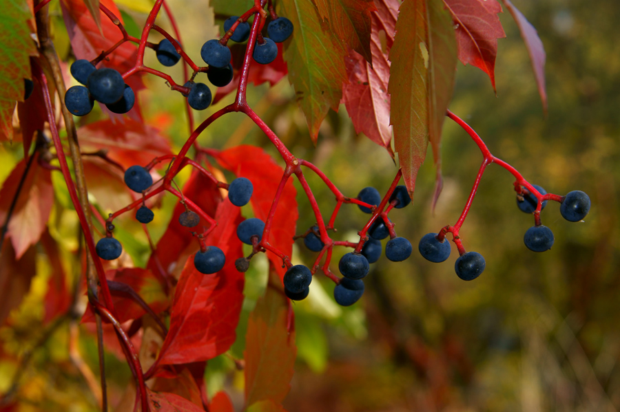 Хороша осень плодами. Осенние плоды. Плоды осени фото. Осенние плоды в лесу на Кавказе. Осенняя ягода серого цвета Пшап.