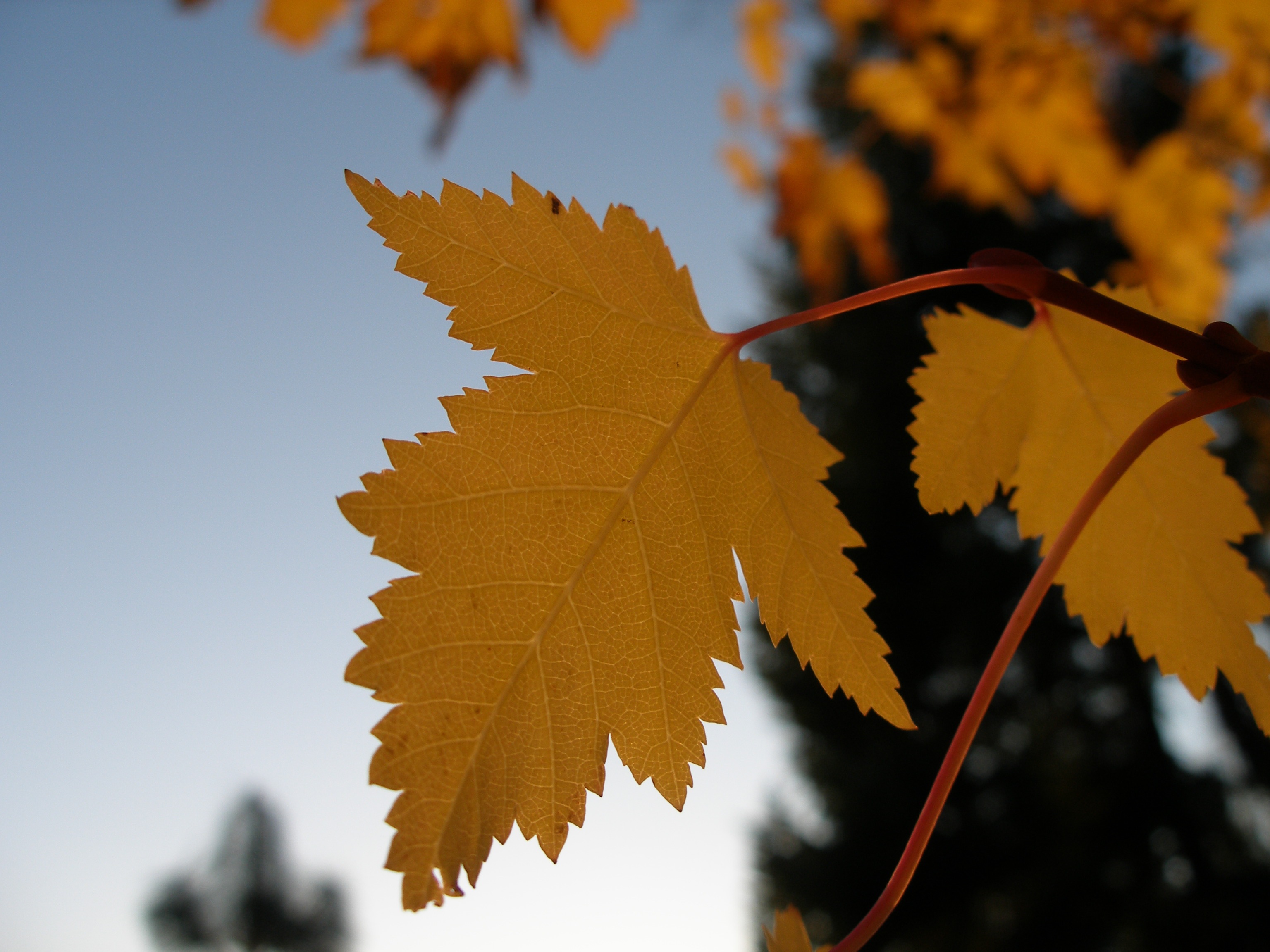 Наблюдать осенний. Осенний как выглядит. Подпись к фото с кленовыми листьями.
